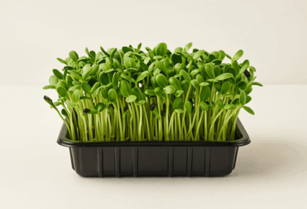 Sunflower Microgreens