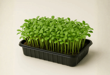 Green Amaranthus Microgreens